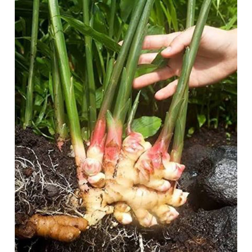 Jahe muda Jahe Gajah segar kemasan 1kg