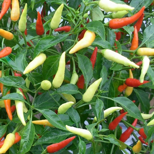 15 Benih Biji Cabe Rawit ZAHRA F1