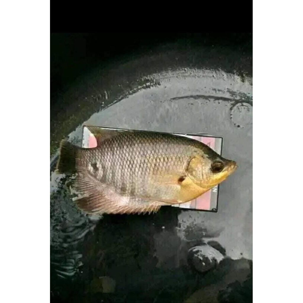 ready bibit ikan gurame soang size nyuper paket isi 3 ekor