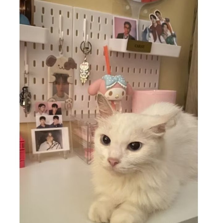 mingyu pola waves (booked)