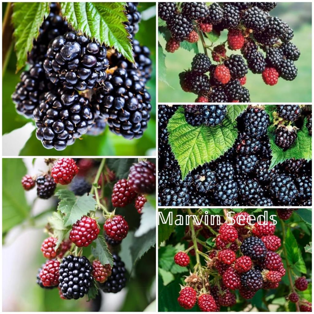 Marvin Seeds [ Benih Buah Blackberry-10 Butir ]