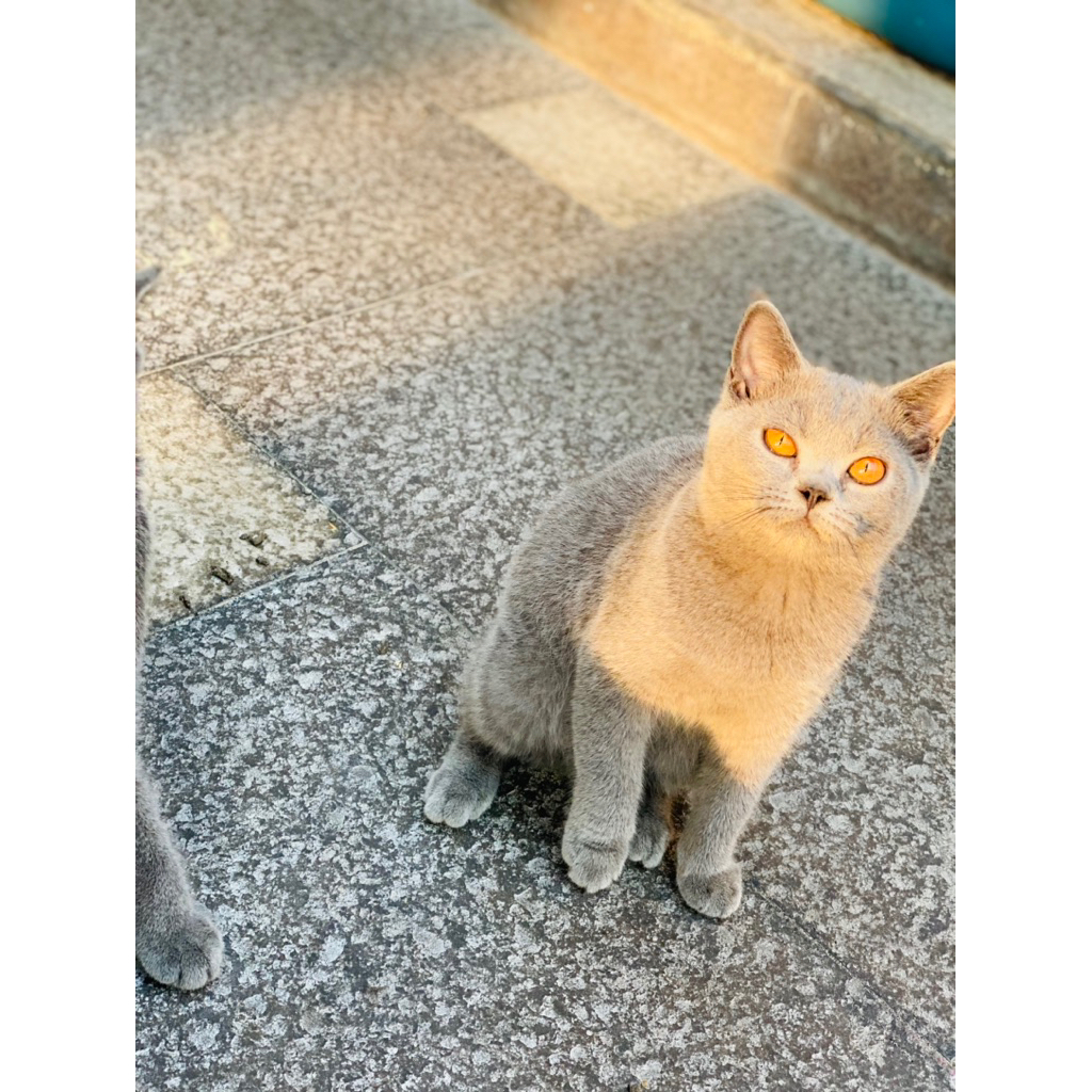 kitten British short hair