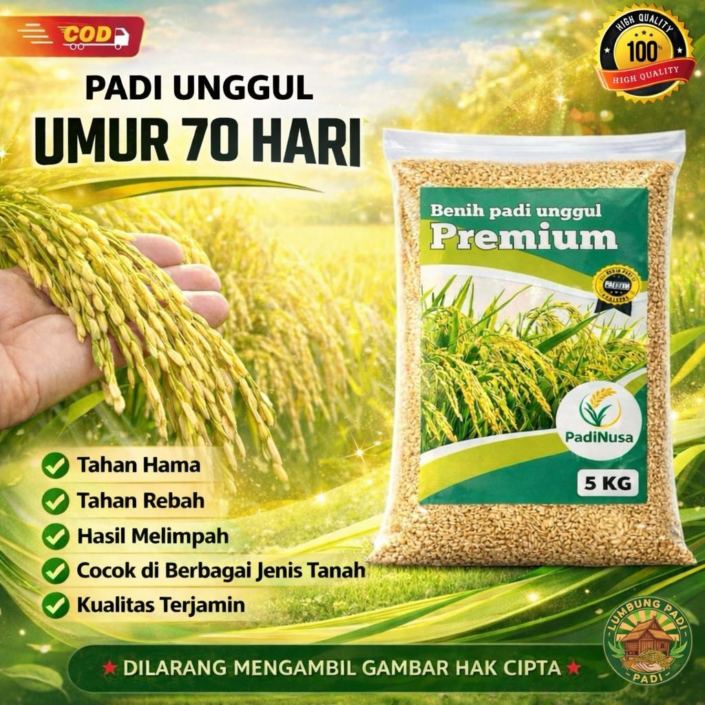 Benih padi UMUR 70 HARI bibit padi premium benih padi unggul berkualitas