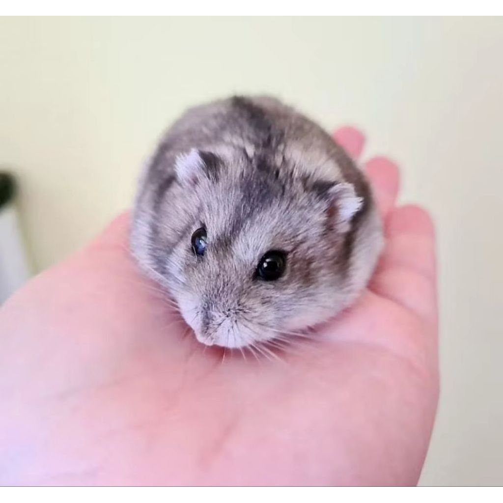 hamster winter white warna tiger/normal