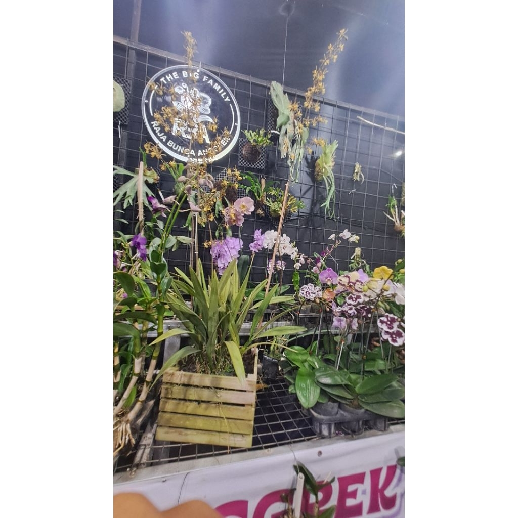 encylia berbunga anggrek harum