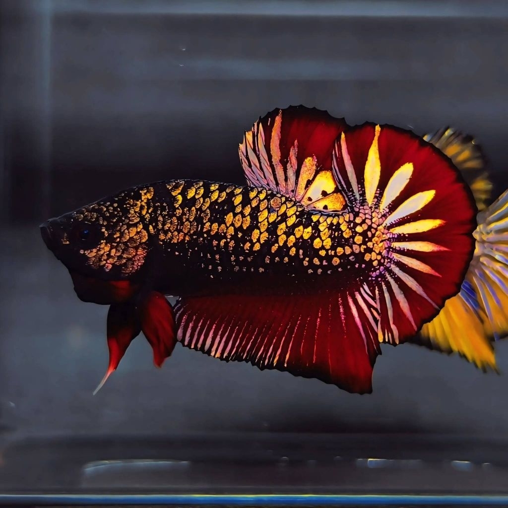 BKT BETTA FISH
