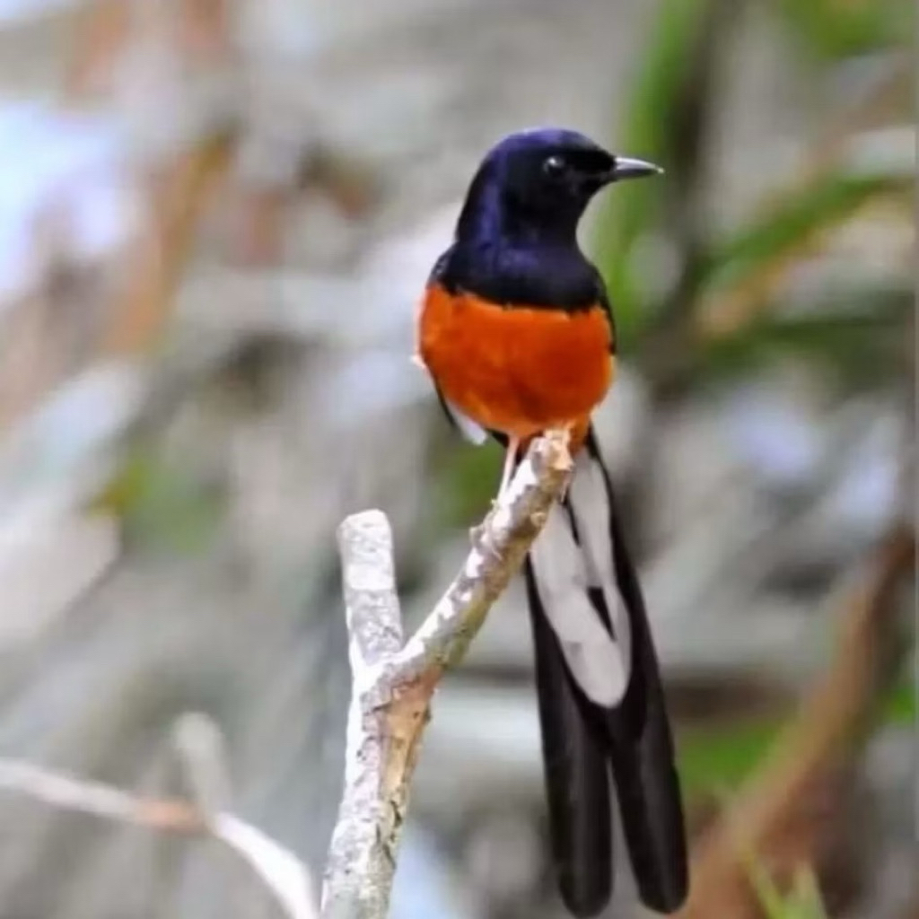 Telur fertil siap tetas  macaw Hyacinth albino 2 butir 100% menetas