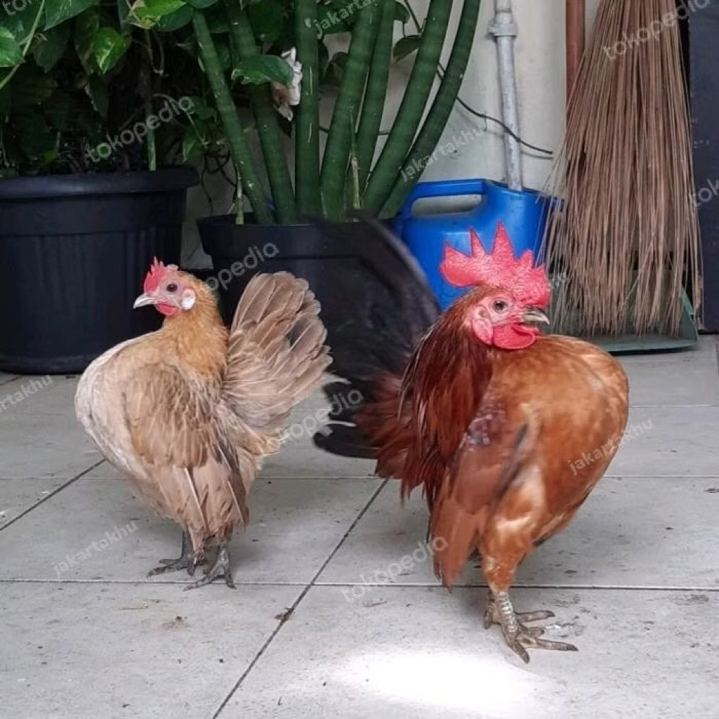 Ayam Kate srama asli gret A Sehat Bagus pilihan