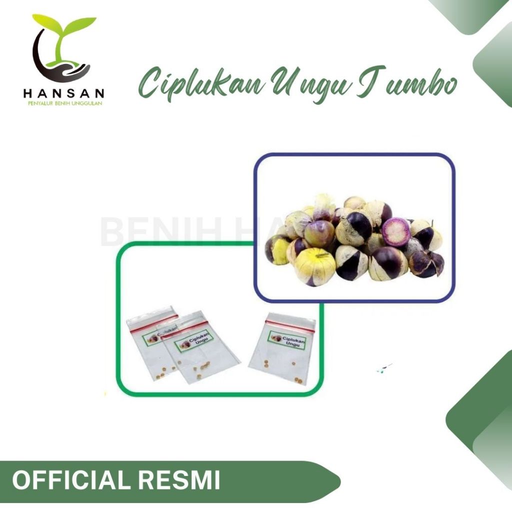 3 Benih Ciplukan Ungu Jumbo Super Bibit Buah Ciplukan Purple Tomatillo