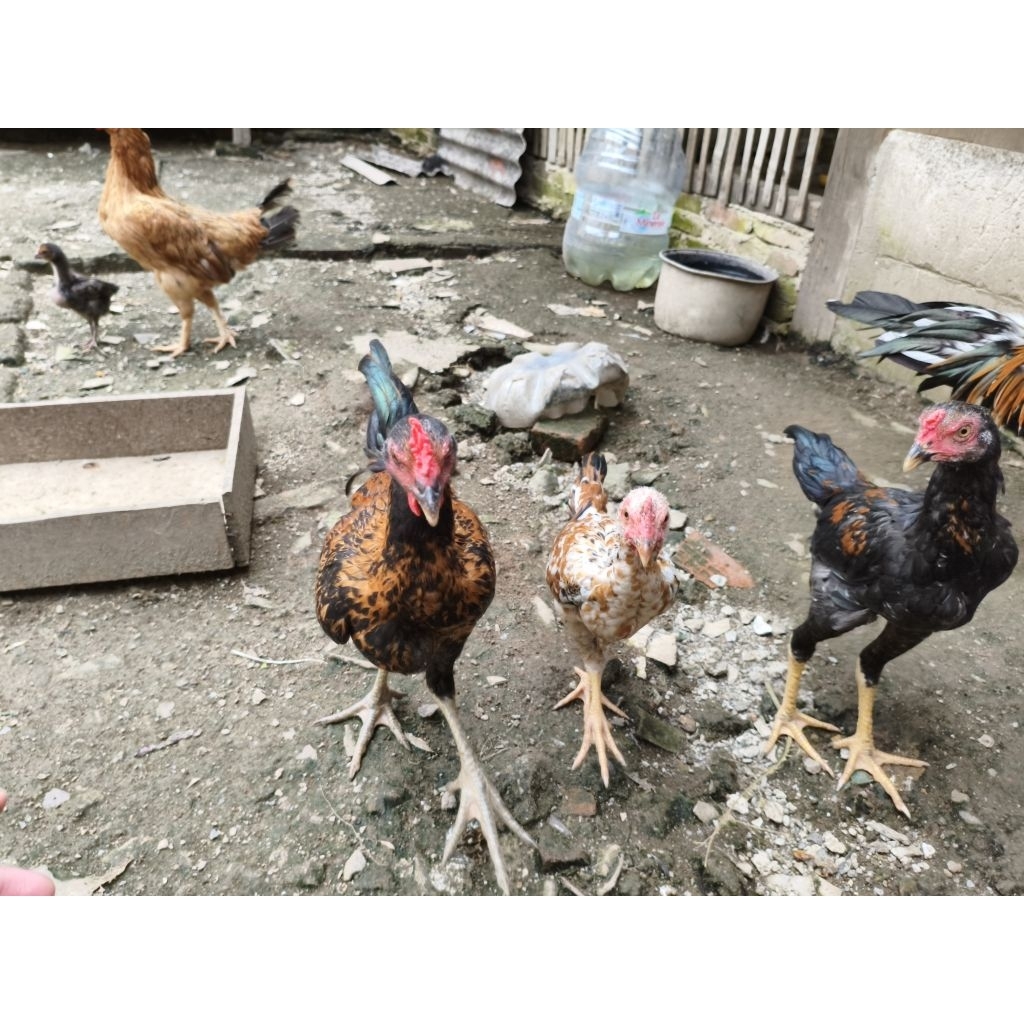 Ayam Kampung KUB Remaja Usia 8  Bulan UP | Sehat Aktif | Siap Jadi Indukan