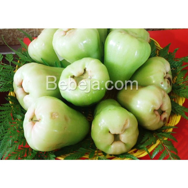 JAMBU AIR SEGAR (BUAH SEGAR)