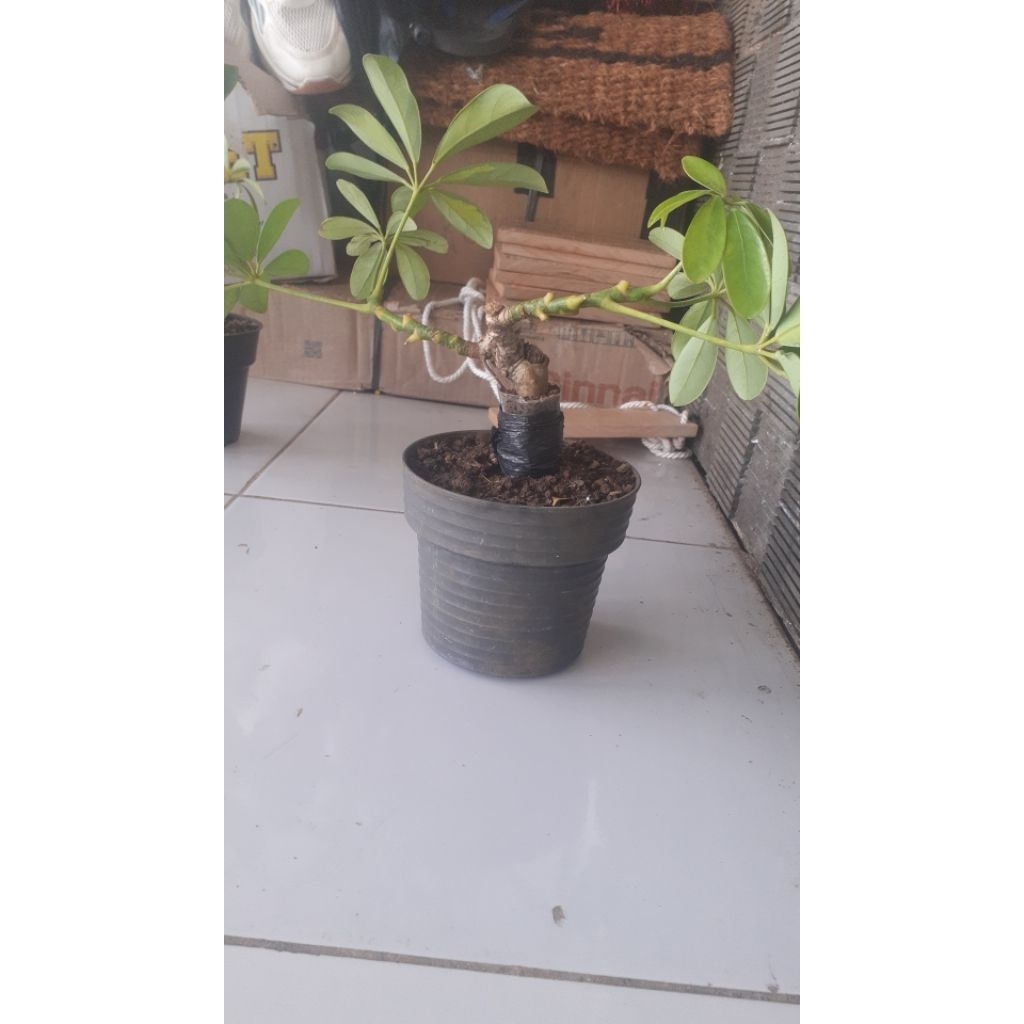 bonsai walisongo
