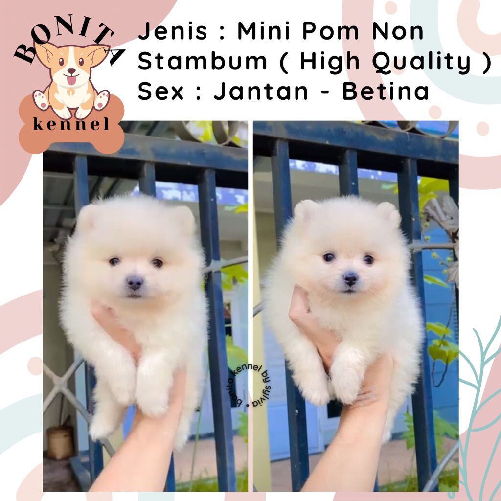 Mini Pomeranian Non Stambum MiniPom Anakan Anjing Mini Pom Jantan Mini Pom Snow White