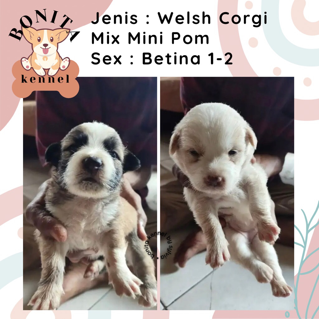 Welsh Corgi Mix Mini Pom Jantan Betina Anak Anjing Corgi Pomeranian