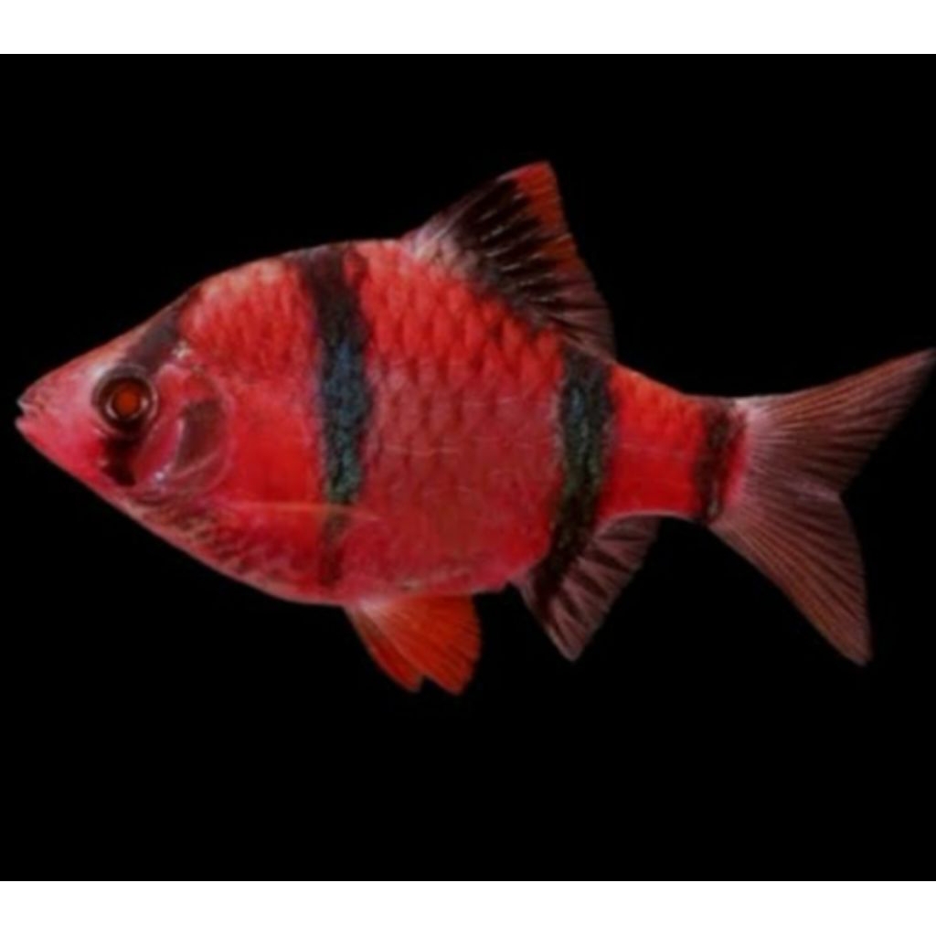 hiasan aquascape Sumatra glowfish 10 ekor