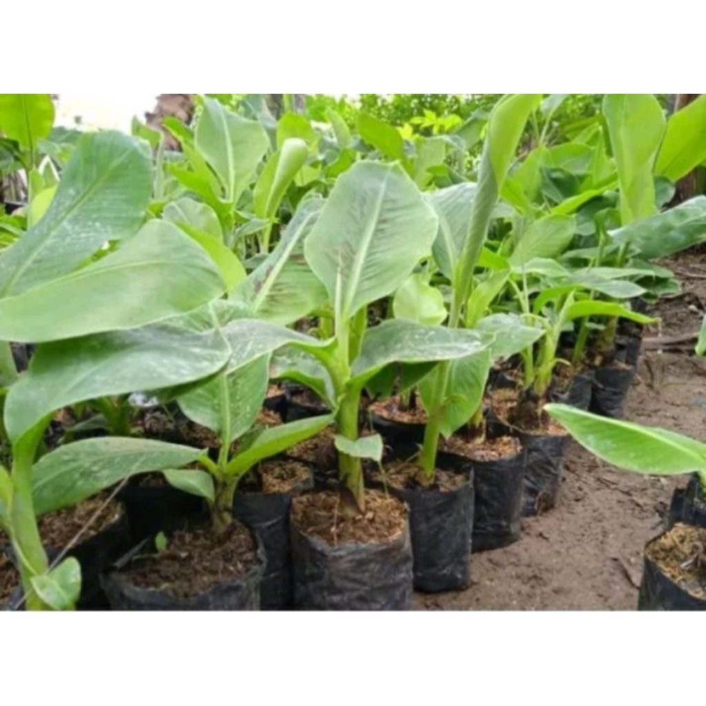benih pisang raja isi 1buah