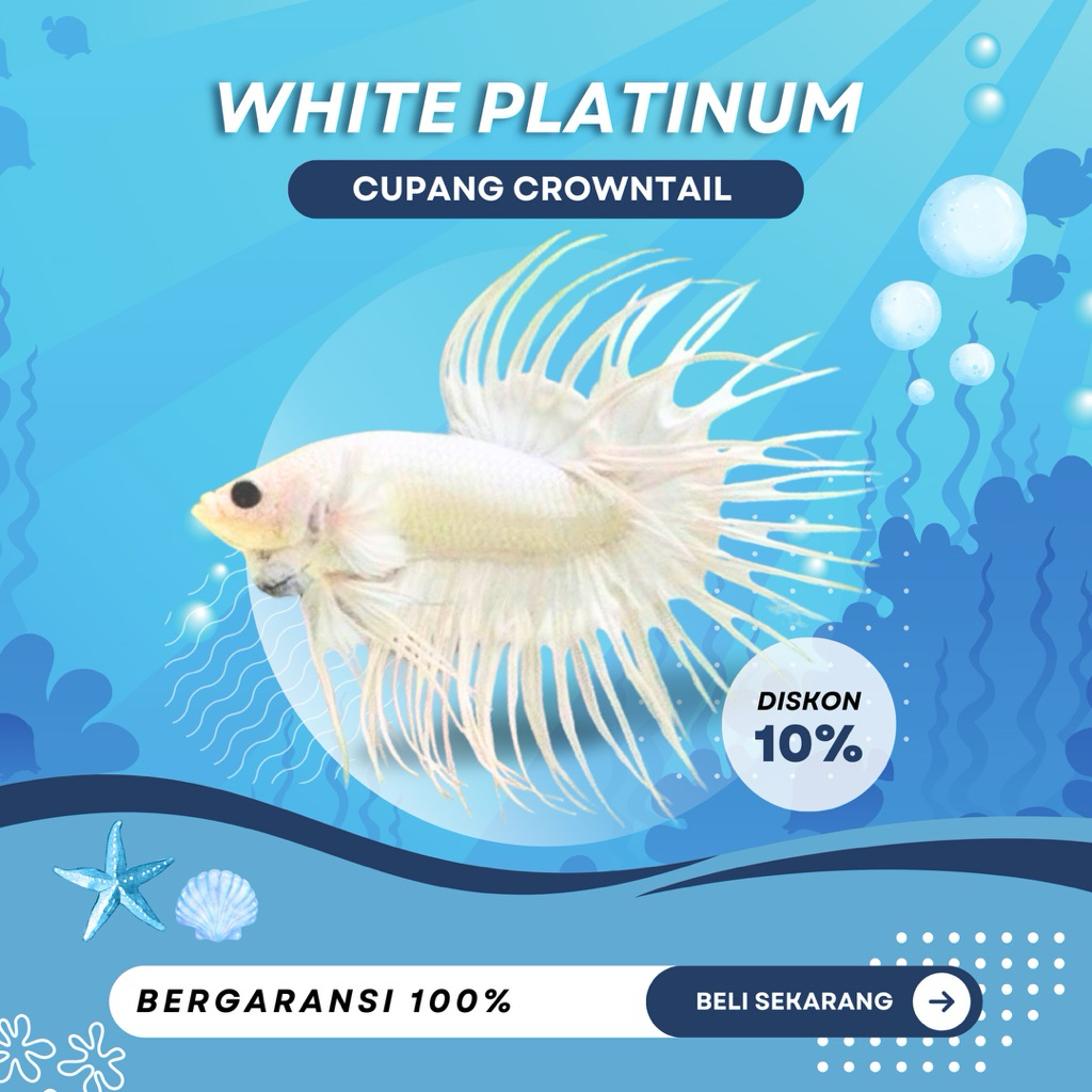 [CT] Cupang Crowntail White Platinum | TOP GRADE| BERKUALITAS| NEW | SIZE M+ | IKAN HIAS
