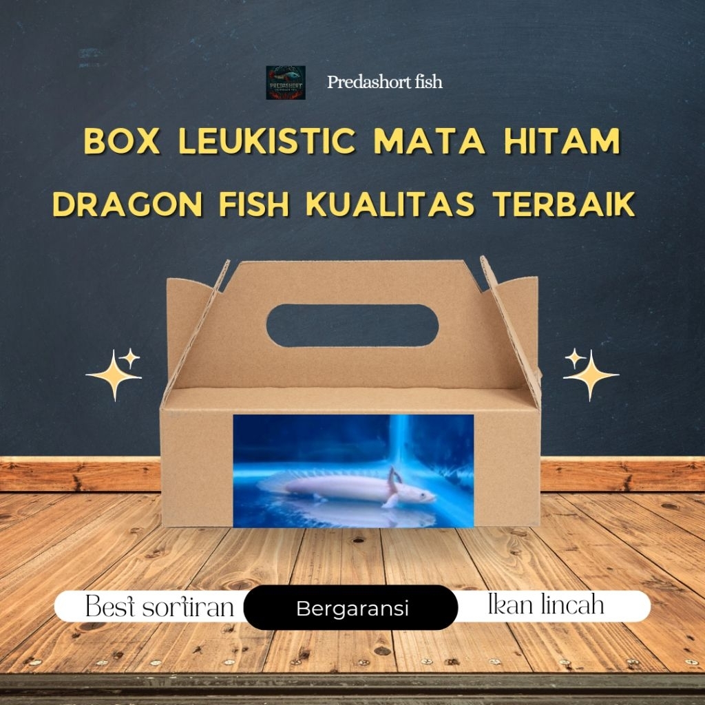 BOX kardus isi palmas leucistic putih mata hitam berkualitas bergaransi