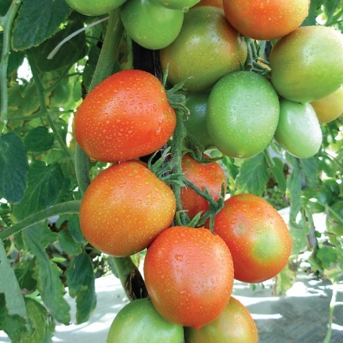 10 Benih Biji Tomat TO 244 F1