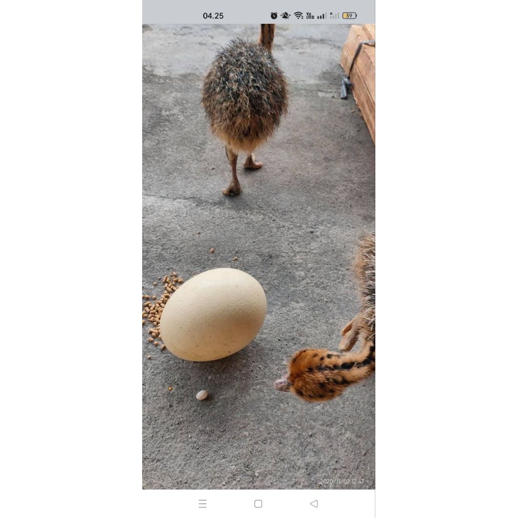 TELUR BURUNG UNTA ASLI (PALING MURAH)