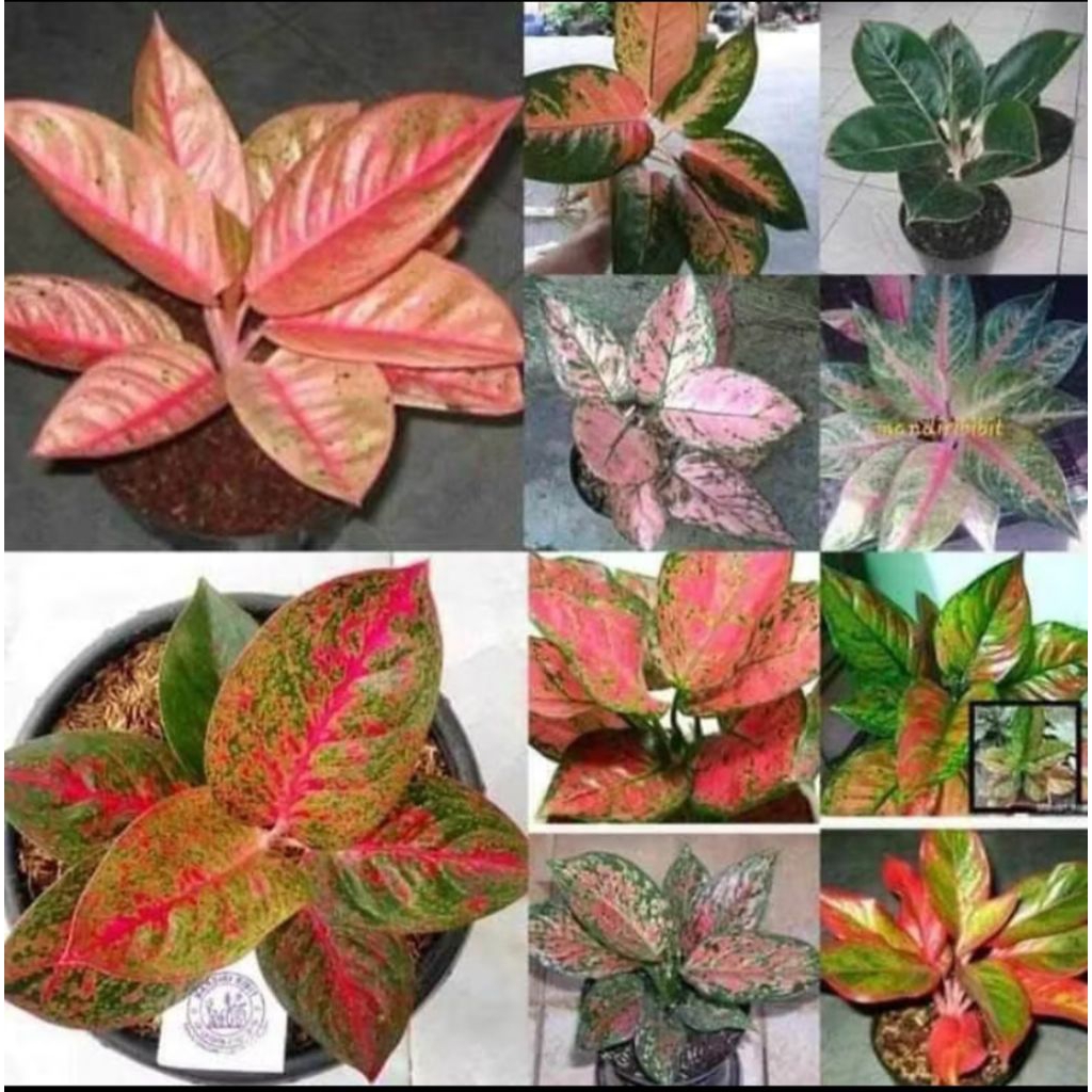 paket bonggol aglonema// 9 bonggol