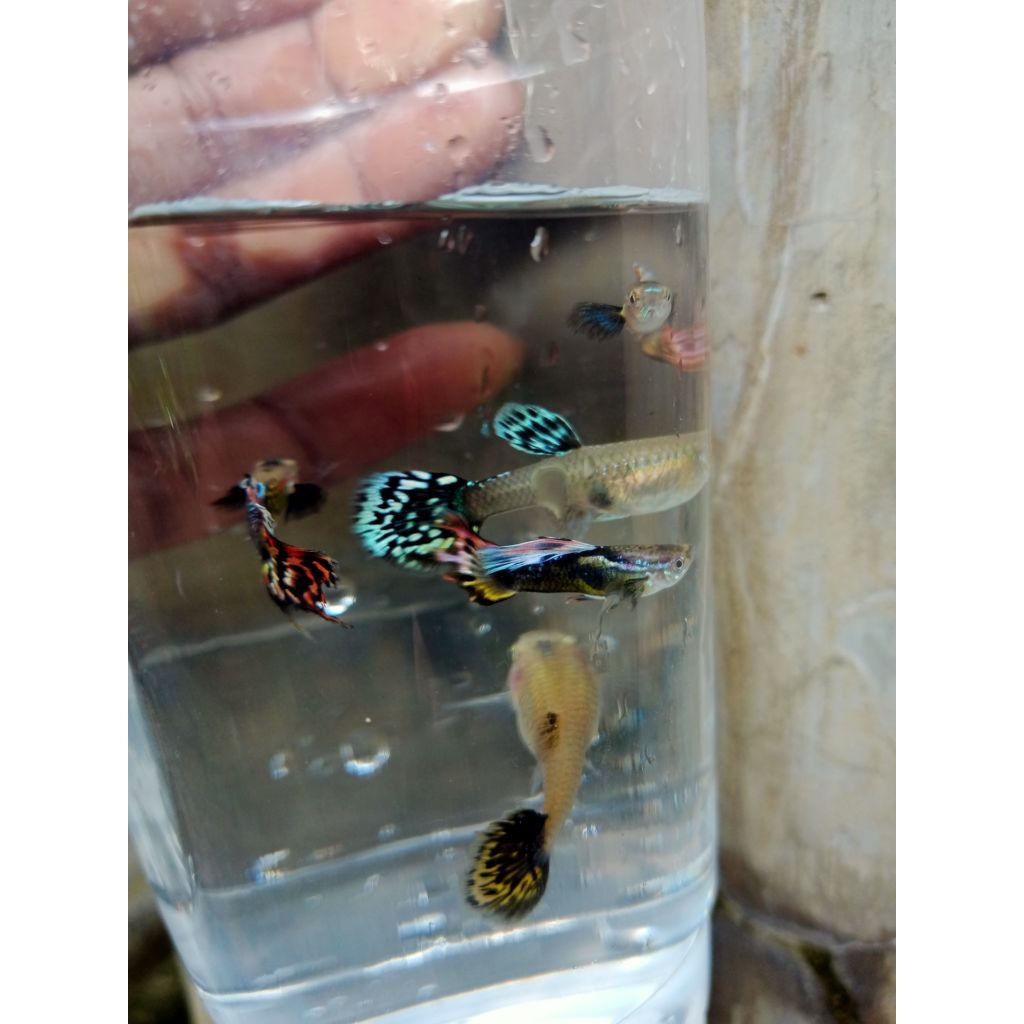 hiasan aquarium Guppy warna warni platinum dragon size medium