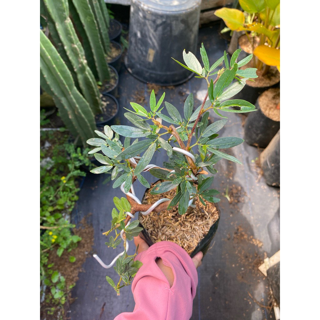 Bonsai kaliandra - tanaman hias bonsai kaliandra