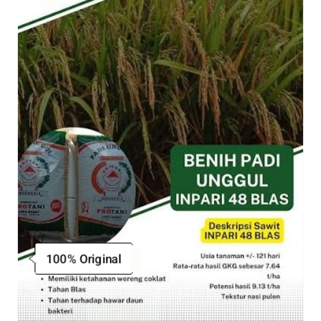 Bibit Benih PADI unggul  INPARI 48 BLAST 1kg, gabah berkualitas