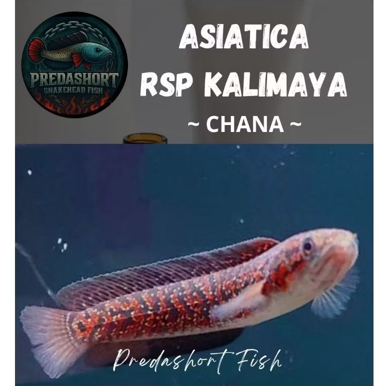 koleksi ikan hias chana asiatica rsp kalimaya superfoam full mutiara bahan gondrong berkualitas berg