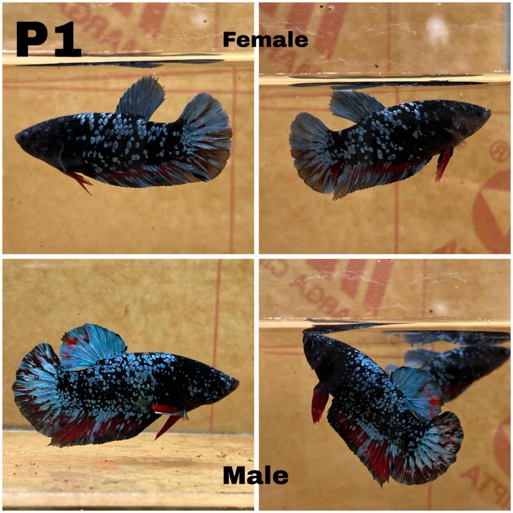 [Sepasang] Ikan Cupang Avatar Gordon Galaxy Plakat | TOP GRADE | JANTAN BETINA | FOTO ASLI | MURAH