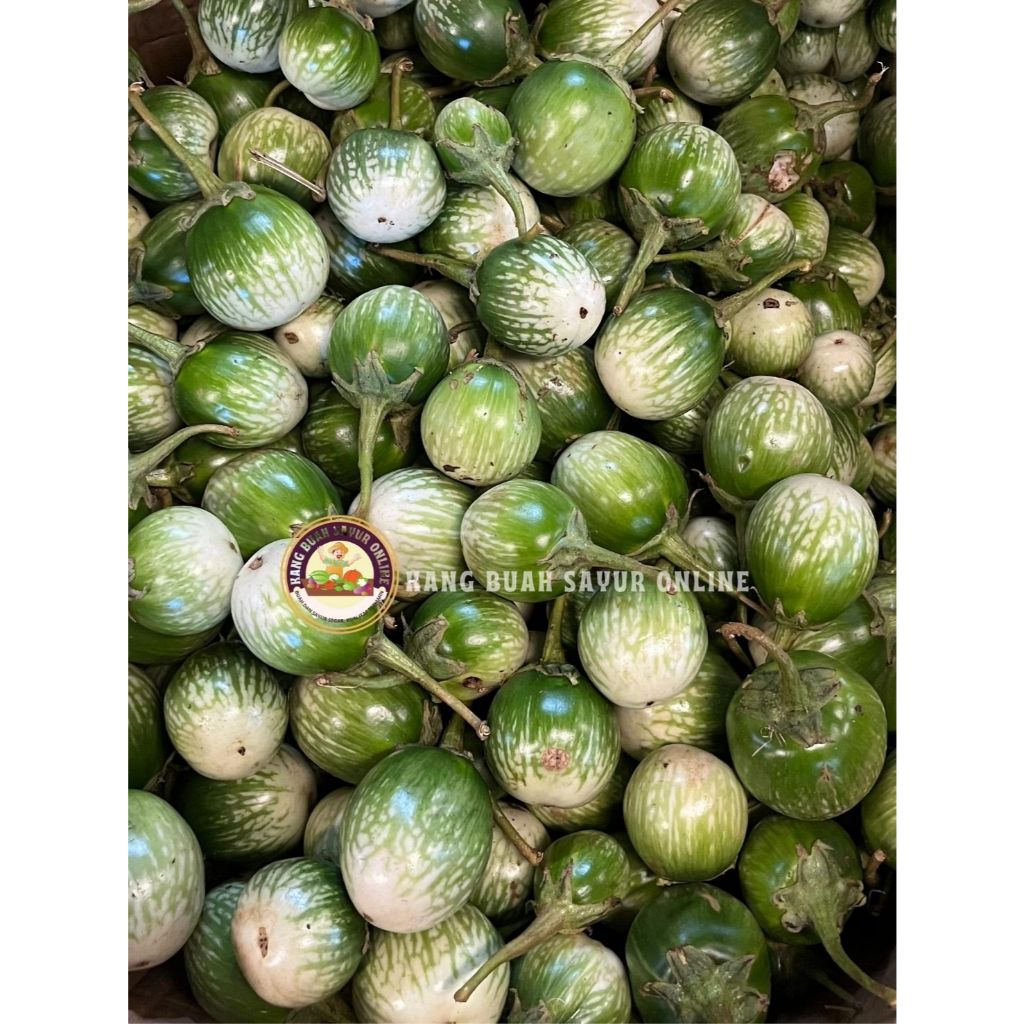 Terong lalapan hijau/ terong lalap hijau/terong bulat/ kualitas super/1Kg