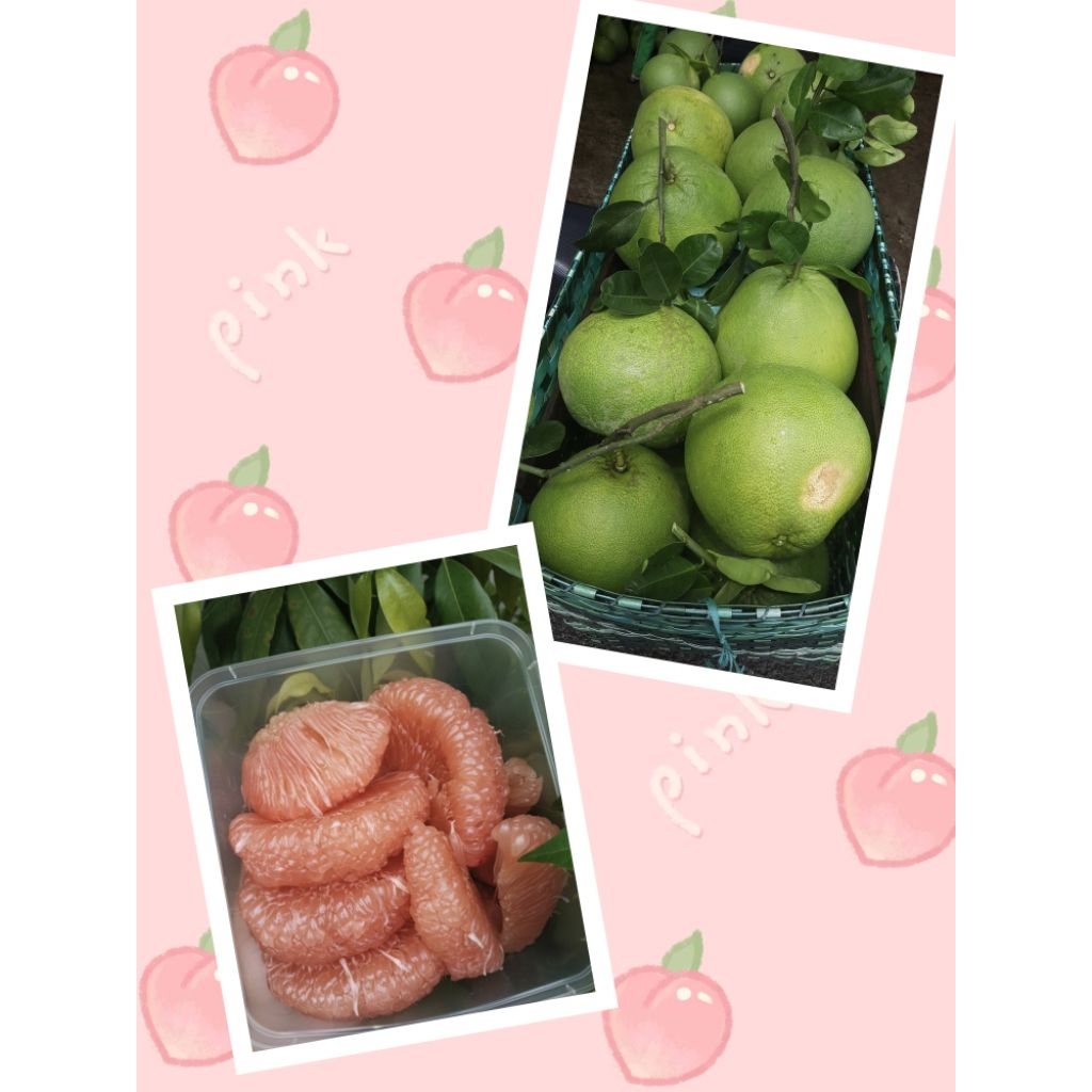 JERUL PAMELO MADU 100% PATI ASLI