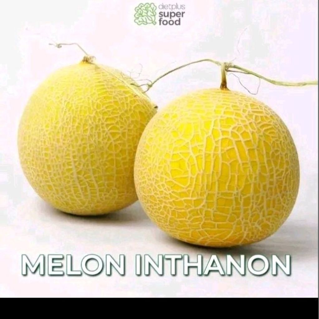Biji benih melon inthanon golden emerald
