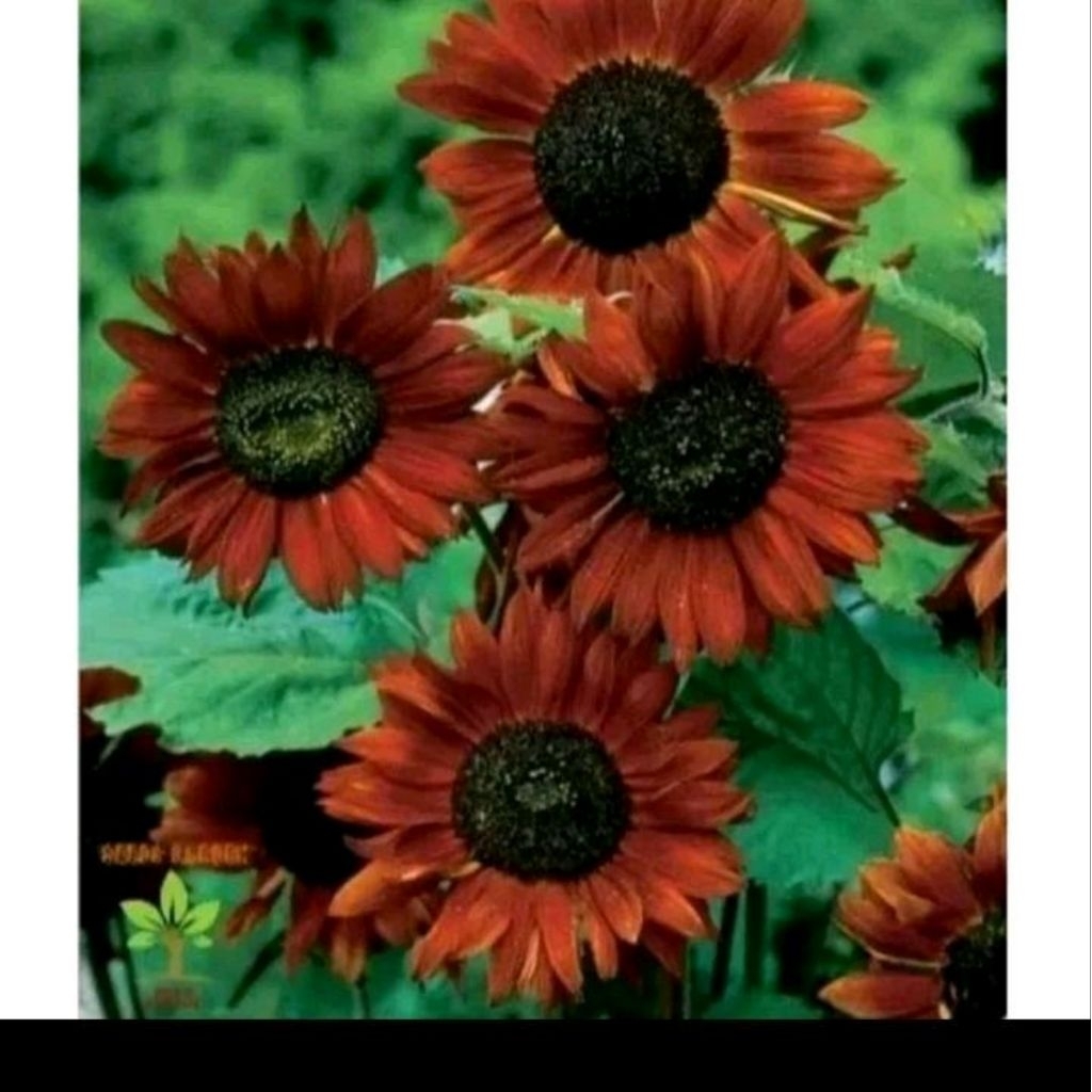 Biji benih bunga matahari valvet queen merah