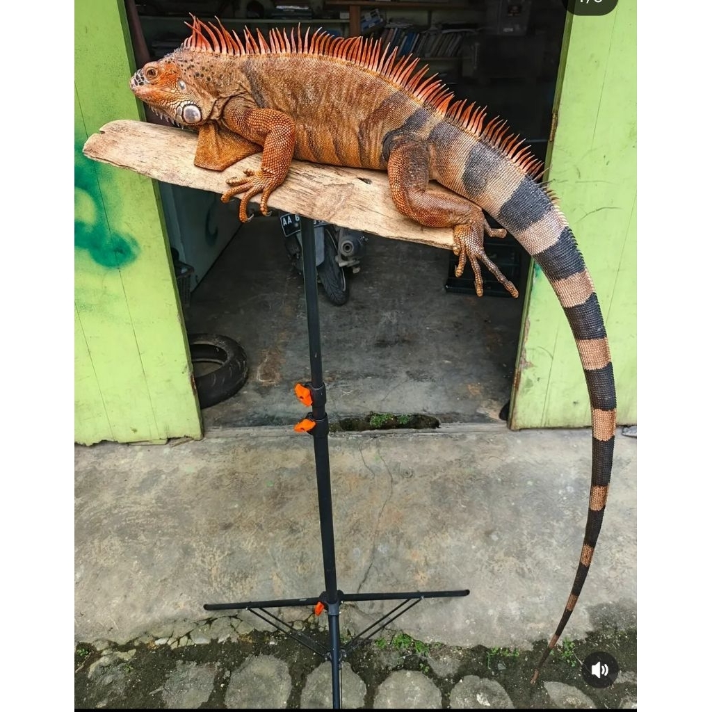 iguana jumbo super red