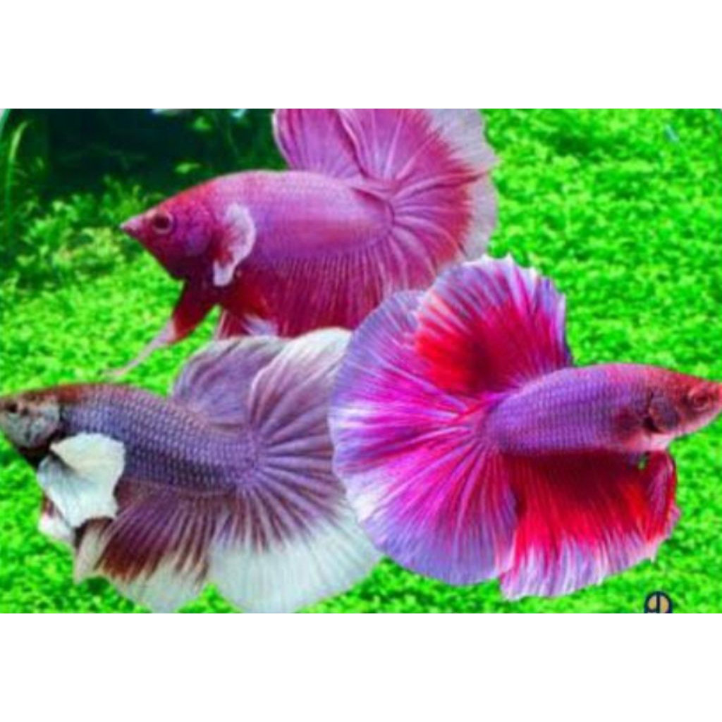 cupang halfmoon lavender