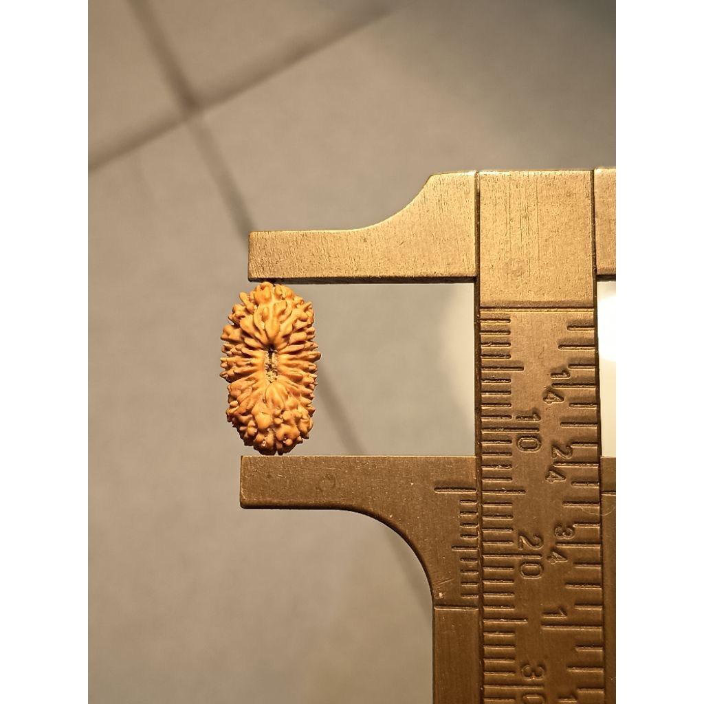 Mukhi 21 rudraksha medium