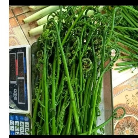 Sayur Pakis Segar 500 Gram - Tingkatkan Produksi Sel Darah Merah