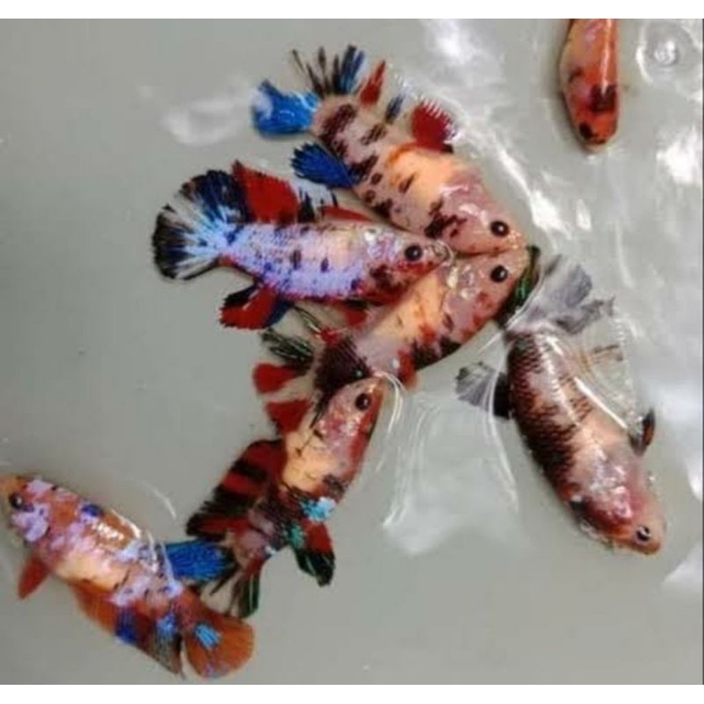 Hiasan Aquarium Ikan Cupang Plakat Multicolour Female - Multicolour Betina Size M Hiasan Aquarium |I