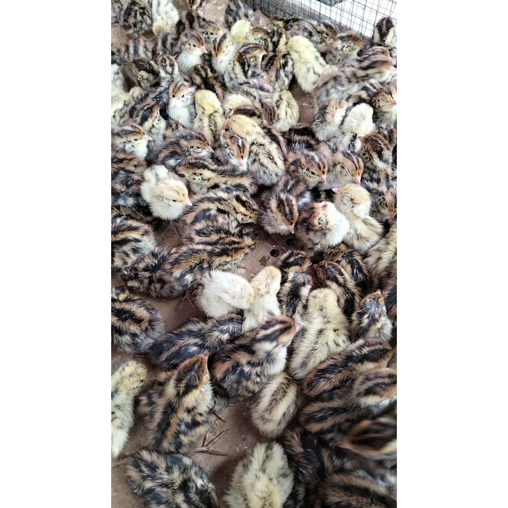 Bibit Puyuh Kecil Hidup - (Doq) Puyuh Kecil - Anak Puyu DOQ