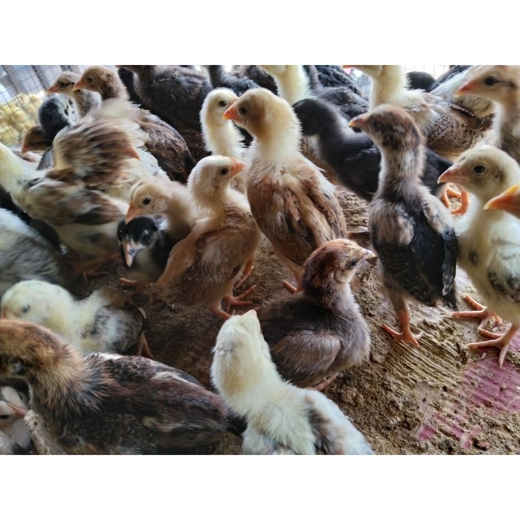 Bibit Ayam Kampung - Bibit Ayam Kampung 2 Minggu - Ayam Kampung Pedaging