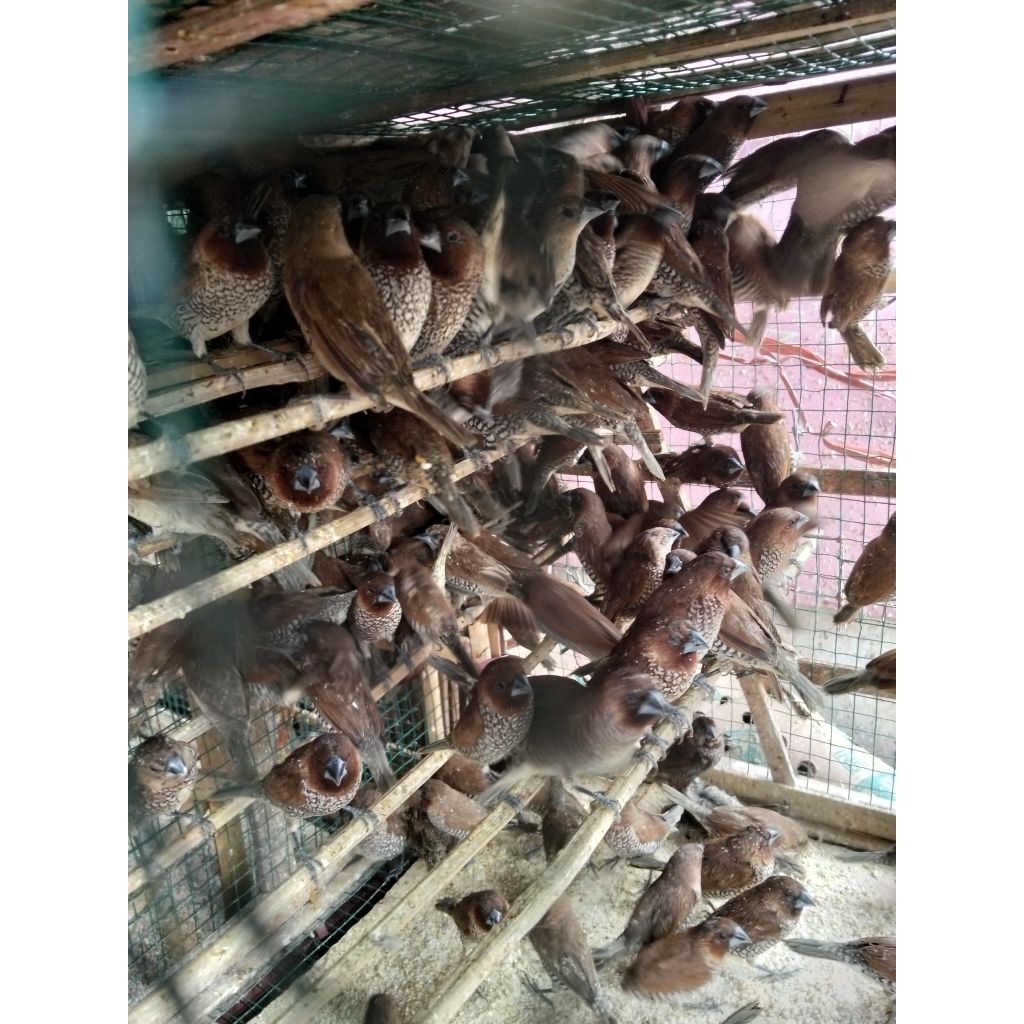 Burung Emprit Kecil - Burung Pipit Kecil - Burung Emprit peking
