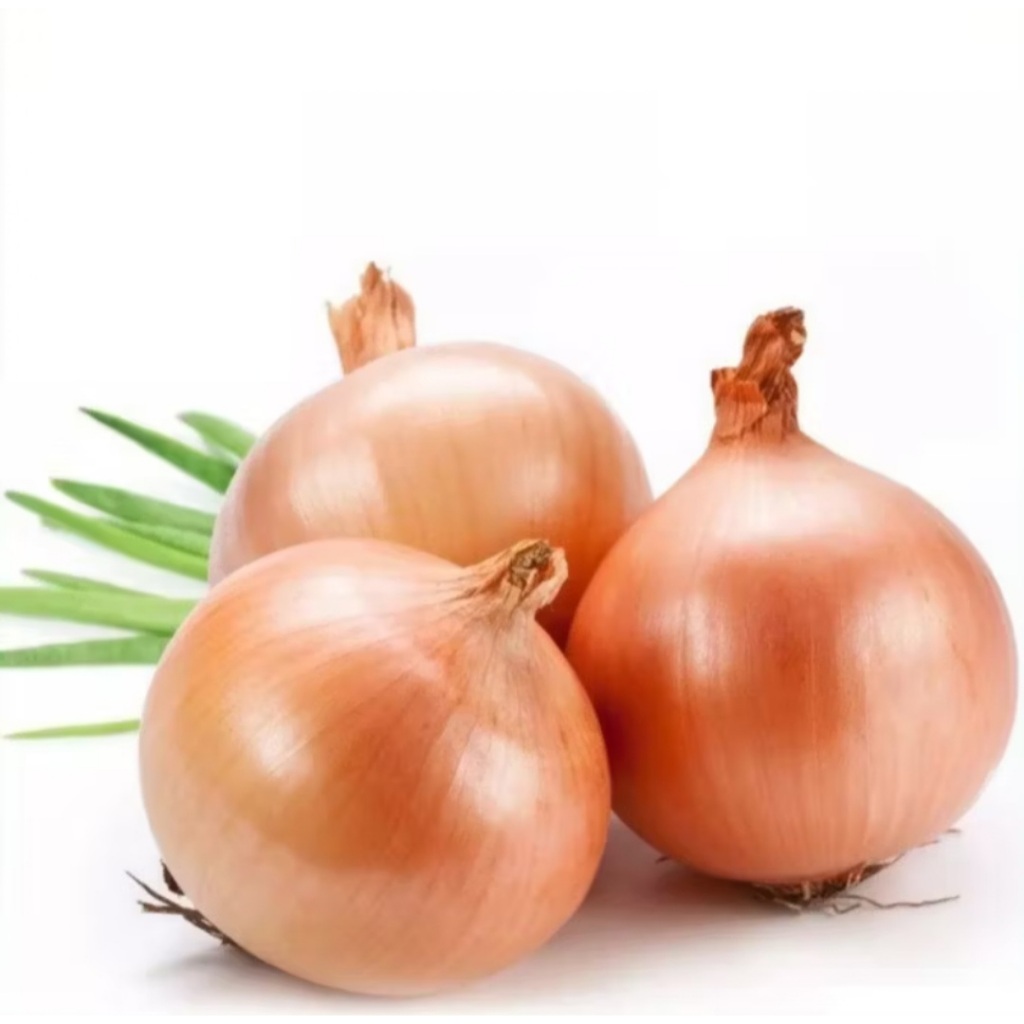 BISA COD - Bawang Bombay 5 biji bibit seed Bibit Bawang Bombay Benih Sayuran