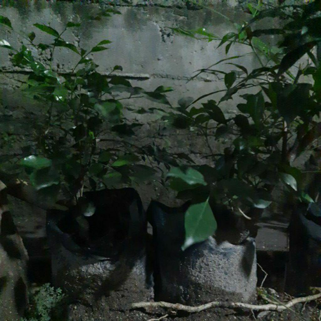 Bibit tanaman Kemuning / bahan bonsai Kemuning lokal ( Murraya paniculata )