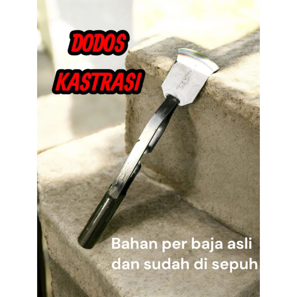 Dodos kastraksi Dodos sawit bahan baja asli