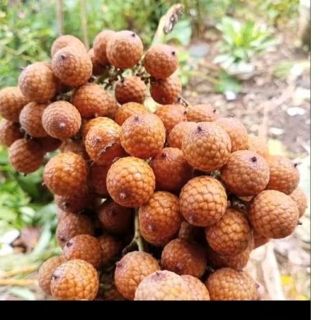Jernang rotan 1 kg jernang hutan asli