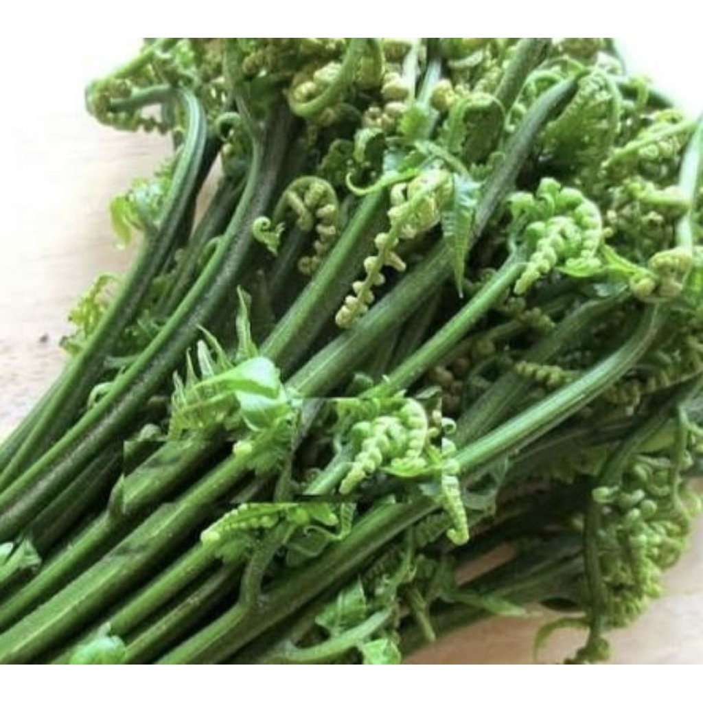 Pakis Sayur Pakis Sayur Segar Sayuran Pakis 250 Gram