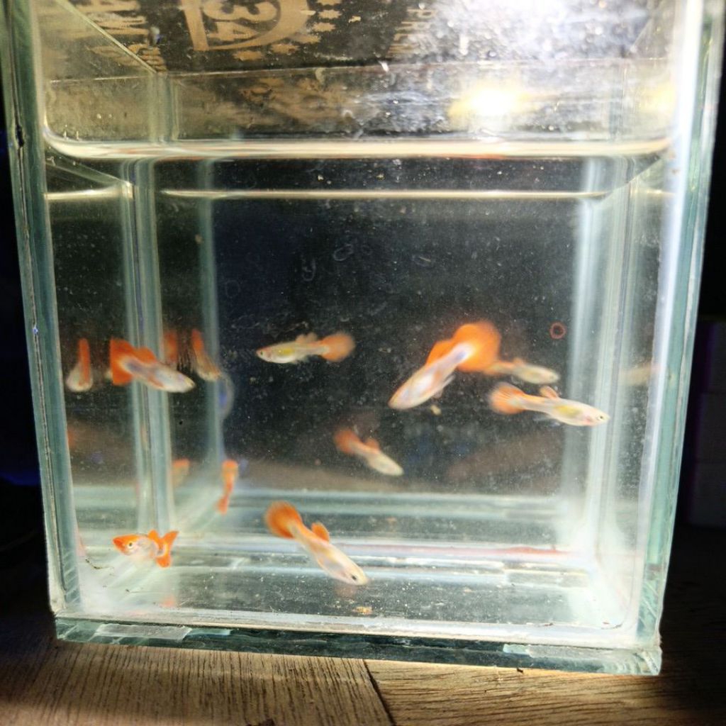 Ikan Guppy Platinum Koi