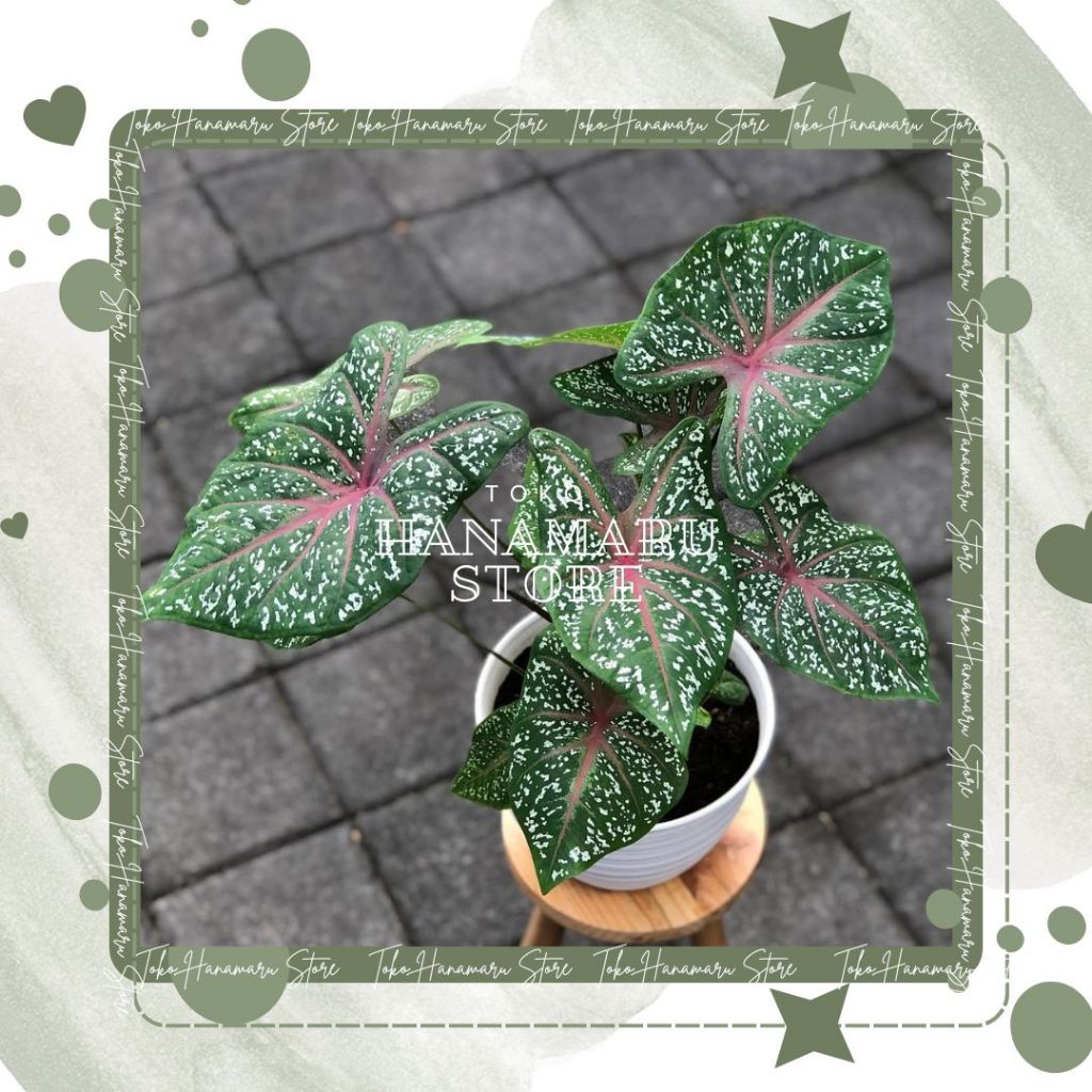Tanaman Caladium Red Star Keladi Red Star