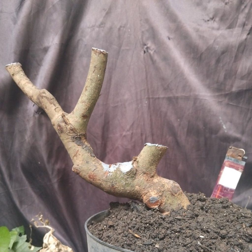 Bahan Bonsai Rukem pucuk merah Dongkelan Small Medium size Batang Ngepen The Maxx 30cm real pick